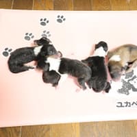 きょうは3回目の更新です。ルイーズは5頭の子犬ちゃんを出産しました。