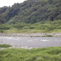 6/12 3回目の相模川鮎釣りだが喝水気味でイマイチかなー梅雨入り後のダム放水が少ないかなー❓