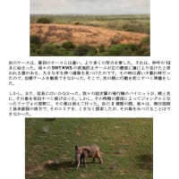 7月10日 Sheldrick Wildlife Trustからの現地報告