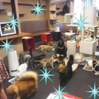 ★新宿ねこカフェ★