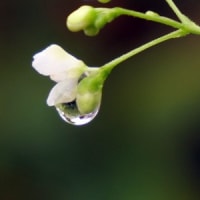 雨の日の写真撮り（フウセンカズラ）
