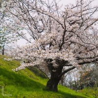 大阪公立大学付属植物園の春🌸