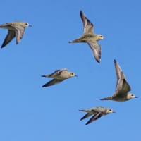 旅鳥のムナグロの群れ(20羽程)に会いました