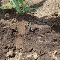 トウモロコシ、根っこを見る、そして土寄せ