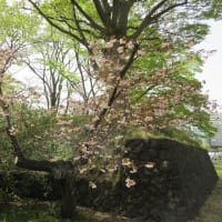 Walk around MilleHas on Friday morning: Double-cherry blossoms