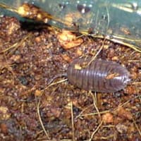 昆虫食堂メニュー【ワラジムシ】