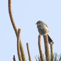 06/06探鳥記録写真-2：はまゆう公園の鳥たち-2（コゲラ、ウグイス、ホオジロ、紫陽花、）