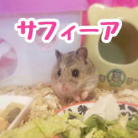 もう一つのレスキュー