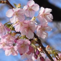 大泉緑地の春（２０２５年３月２０日）