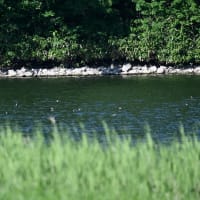 たくさん飛んでいたハリオアマツバメ
