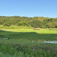 海水のミネラルは体に良いらしい
