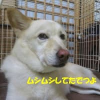 今日はムシムシ