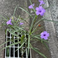 買い物へ行った