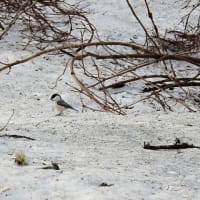 今朝の戸隠は寒かった