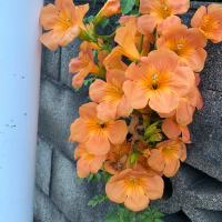 #花
