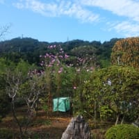 そろそろ、花。秋、、、