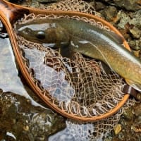 ３６ｃｍ、３８ｃｍ尺上連発、イワナの季節到来だ！