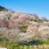 津山神代梅の里公園「梅まつり」