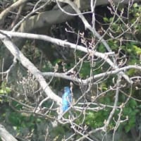 於大公園 ： 野鳥 ・ 翡翠 ・ カワセミ・・・フリー素材ブログ　カワセミ