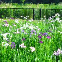 遠藤笹窪谷公園散策