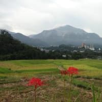 今朝の寺坂棚田‥‥‥