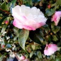 　～～ヒイラギ、ツバキ、サザンカ、クチナシの実～～❀🌺💠🍍