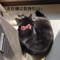 ネット故障、やっぱりね(:_;)