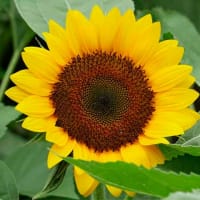７月６日、「どじ小舎」の更新連絡と掲載漏れから＆癌治療