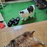 お山は快適～(*´ω｀*)♪