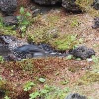 奥庭でホシガラスを見てきました（2025年6月18日）