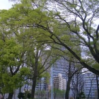 お花見ランチ〜4〜