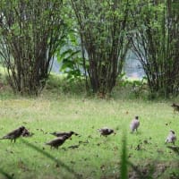 近所の公園