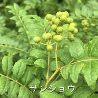 サンショウの実
