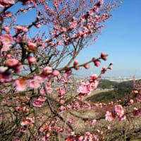 　神戸市東灘区から兵庫県揖保郡の「綾部山の梅林」を見に行った。  　　　 2002年3月　　　　　　　　　　　　日本あちこち記から　　その6　　