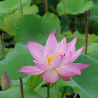 前回のブログで、蓮の花を見に行って、花は皆無で有る事を投稿致しましたが、凡そ1週間に為り、再度今日開花の状態を見て来ました、ボチボチと花を看る事が出来雨の落ちぬ間に急いで帰宅しました。