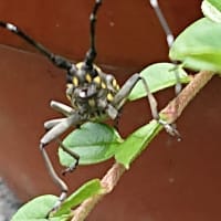 ミナミアオカメムシとキボシカミキリ