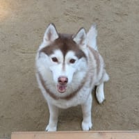 しおれてた