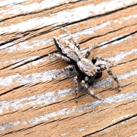 ヨダンハエトリ　♂の成体