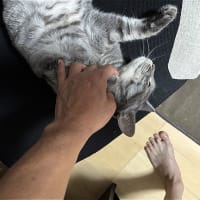 アピールｗ