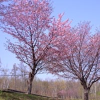 小樽方面へ桜を探して１）毛無山と小樽ワイナリー