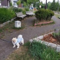 可愛いお買い物♪
