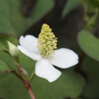 白い花　ドクダミの花