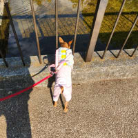 府中の森公園