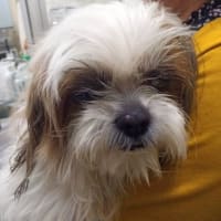 愛犬、心臓手術が無事に終わり明日、退院です♪