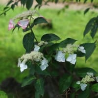 秋吉台と紫陽花