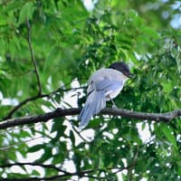 心に残る情景*「鳥景」見沼の小さな森、オナガドリ