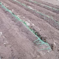春播き長ネギを植付けしっかりと敷きわら