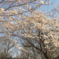 桜が満開ですね。