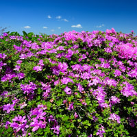 阿蘇 烏帽子岳のミヤマキリシマ 開花、ピンクのジュウタン でした。