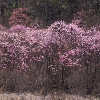 高原ハイキング